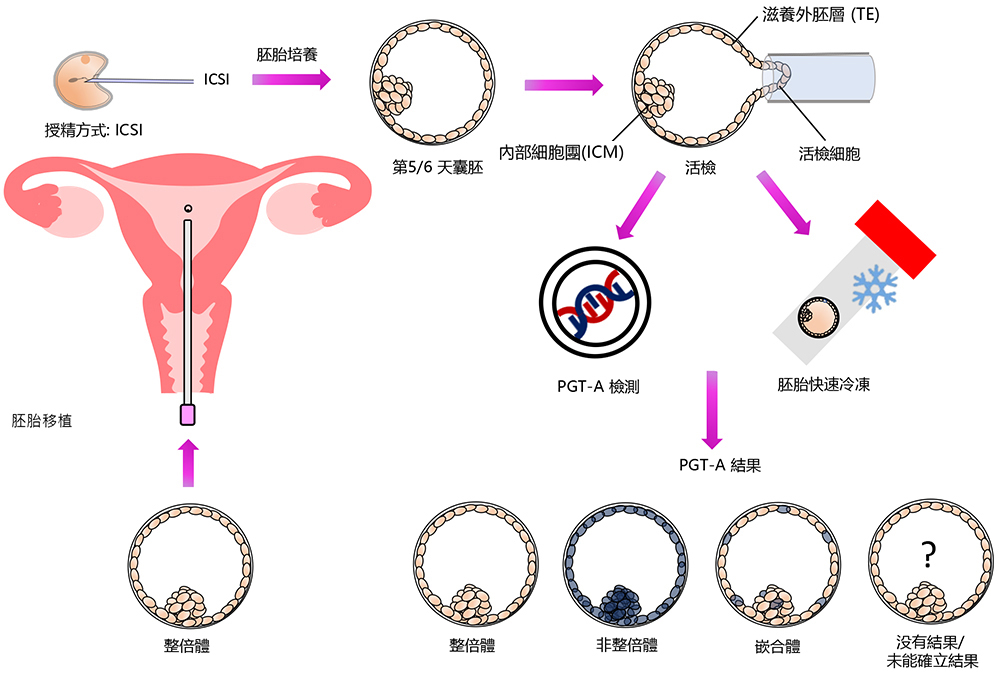 PGT-A Schematic Diagram